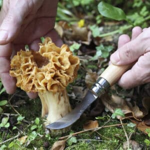 Opinel N°08 Mushroom